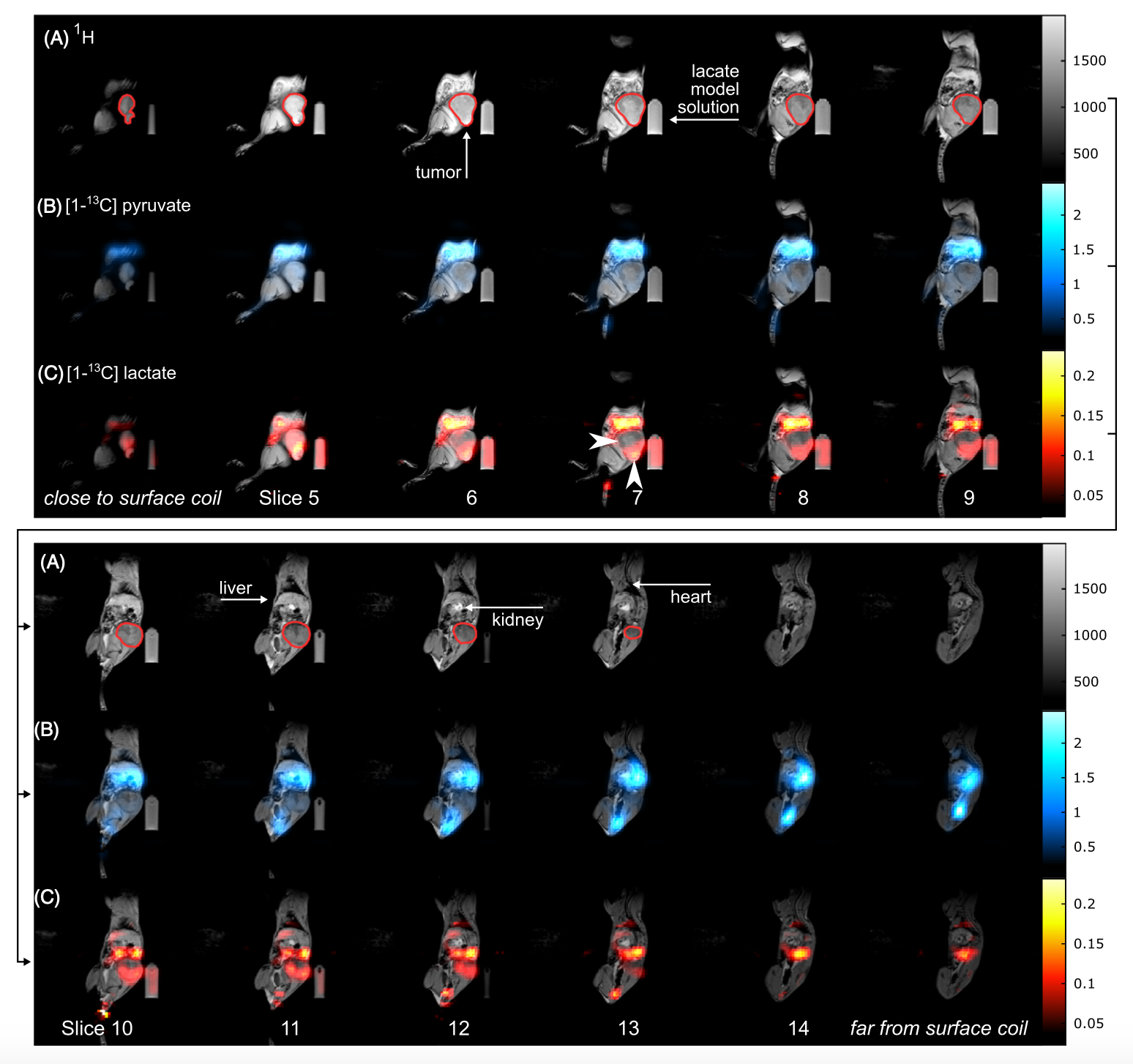 Multimodal Metabolic Imaging – Schilling Lab
