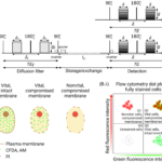 AXR is sensitive to gradual changes in membrane permeability