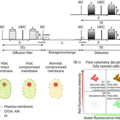 AXR is sensitive to gradual changes in membrane permeability