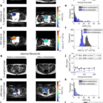 New Paper: Early Detection of Cell Death Using MRI